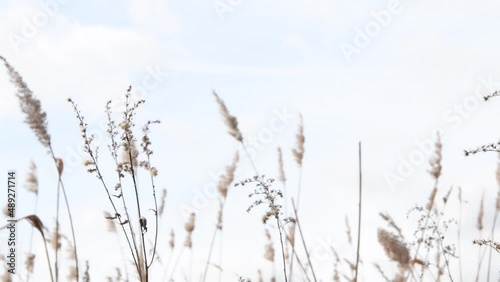 Autumn windy bad weather on the lake, autumn grass in the wind