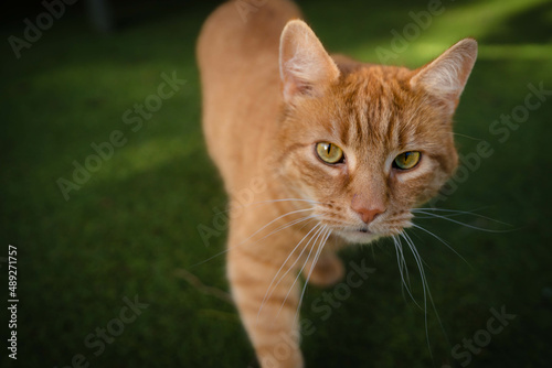 portrait of a ginger cat