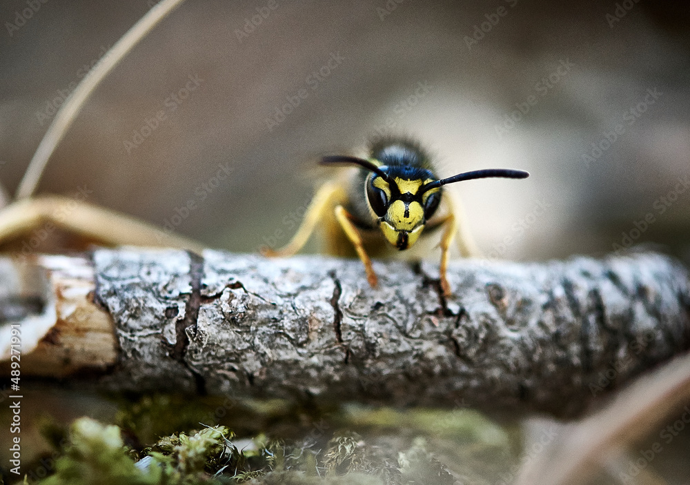 wasp perched on a stick
wasp perched on a stick