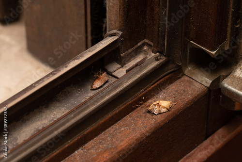 Marmorated Stink Bug, Halyomorpha halys, nestled in the crevices of the windows photo