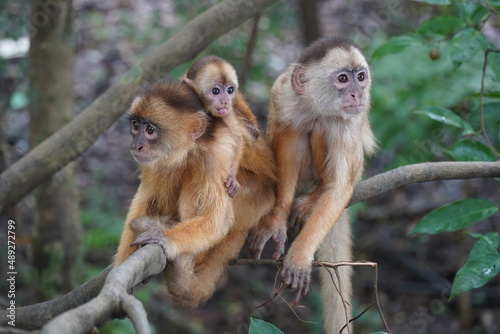 Wild family in Amazon rainforest of white fronted capuchin monkeys (Cebus albifrons) from subfamily Cebinae. The mother animal is carrying a small baby on her back.  Near Iranbuba, Amazonas, Brazil.