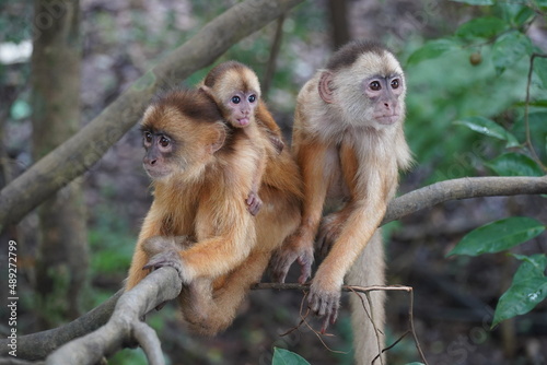 Wild family in Amazon rainforest of white fronted capuchin monkeys (Cebus albifrons) from subfamily Cebinae. The mother animal is carrying a small baby on her back.  Near Iranbuba, Amazonas, Brazil. photo