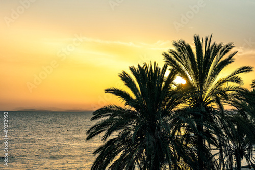 palm tree silhouettes at sunset