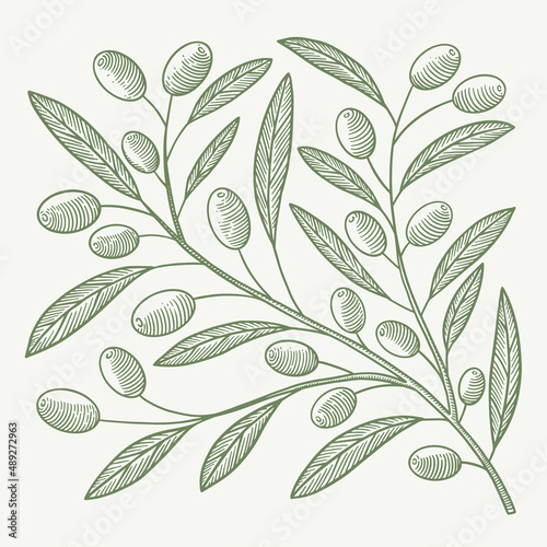 Olive branch in engraving style. The concept of organic products. Can be used for cosmetics, menu, and packaging design. Vintage botanical illustration on a light isolated background.