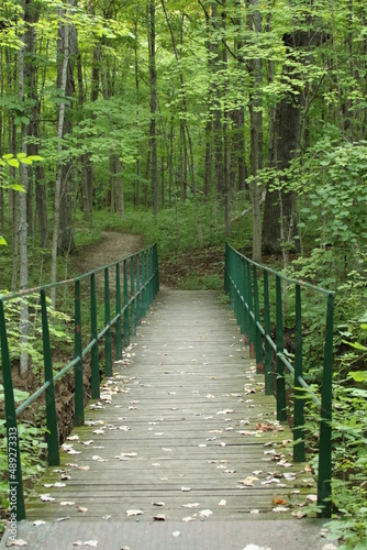 Bridge into the forest