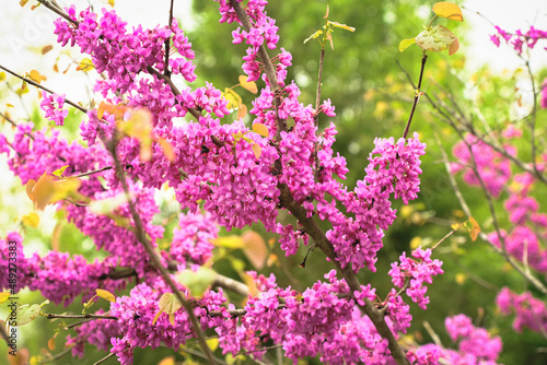 Branch of blooming redbud tree in spring in Midwest