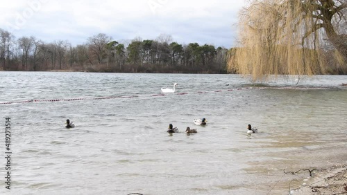 two white swans on a lake in a park in germany