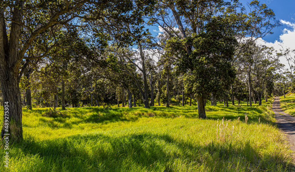 Koa Tree Forest at The Pit Crater Trail, Hawaii Volcanoes National Park