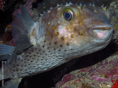 A Yellow-spotted Burrfish (Cyclichthys spilostylus) in the Red Sea