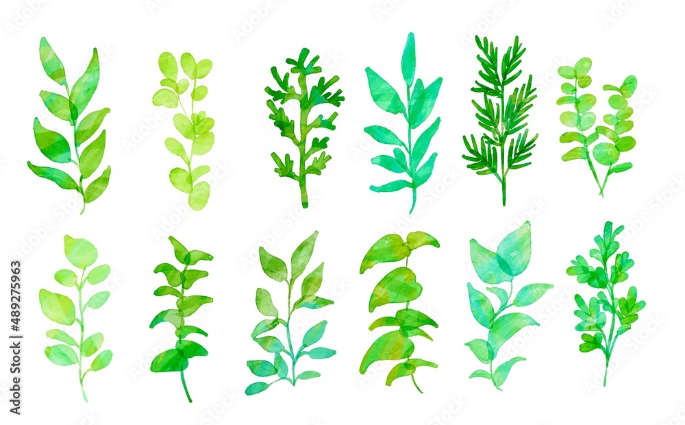 水彩画。水彩タッチで描いた緑の植物イラストセット。ハーブのイラストセット。ナチュラルテイストの植物素材。Watercolor painting. A set of green plant illustrations with a touch of watercolor. Illustration set of herb. Natural taste plant material. 水彩画。水彩タッチで描いた緑の植物イラストセット。ハーブのイラストセット。ナチュラルテイストの植物素材。Watercolor painting. A set of green plant illustrations with a touch of watercolor. Illustration set of herb. Natural taste plant material.