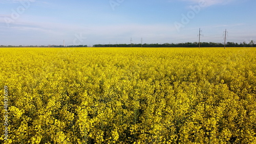 Aerial drone view flight. Flying over the rapeseed field during rapeseed flowers blooming on sunny day. Blooming rapeseed field close-up. Agriculture, agronomy, farming, husbandry, rual, country.