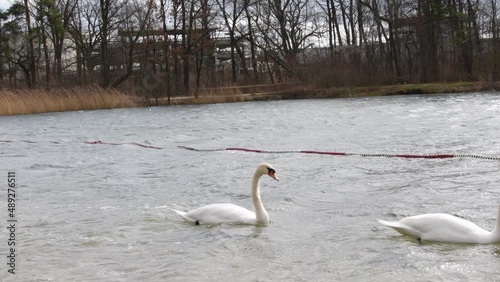 two white swans on a lake in a park in germany