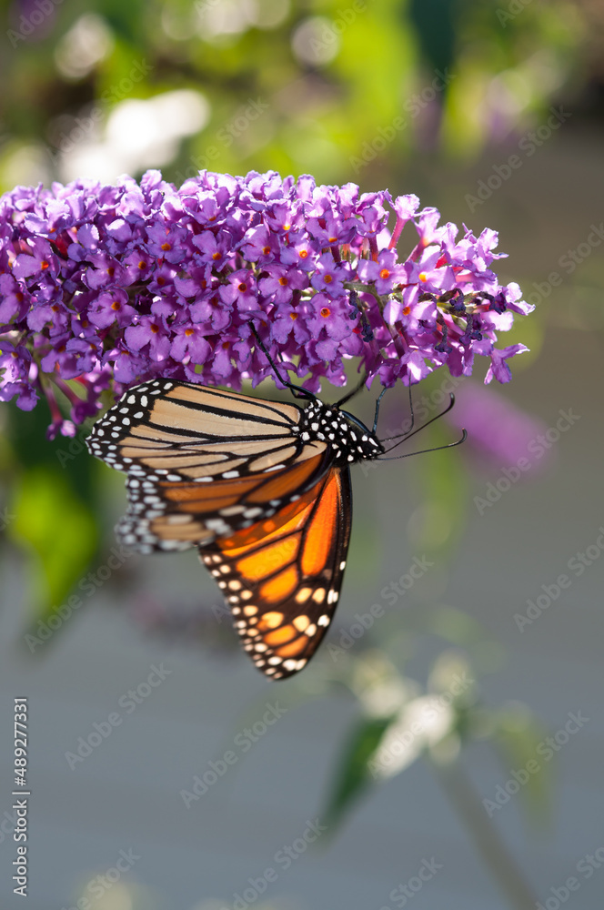 monarch butterfly on flower monarch butterfly on flower