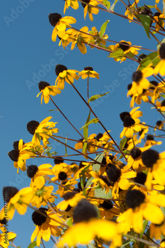 Rudbeckia triloba (also known as browneyed, brown-eyed susan, thin-leaved coneflower, three-leaved coneflower) photographed against a blue sky photo