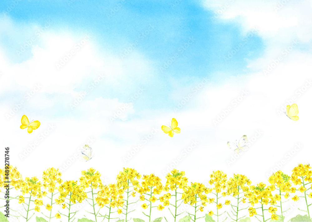 蝶が飛ぶ菜の花畑の風景 水彩イラスト Stock Vector Adobe Stock