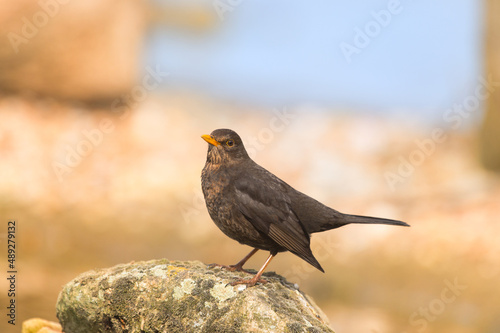 Female blackbird in nature