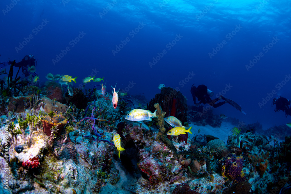 Fototapeta premium diver and reef