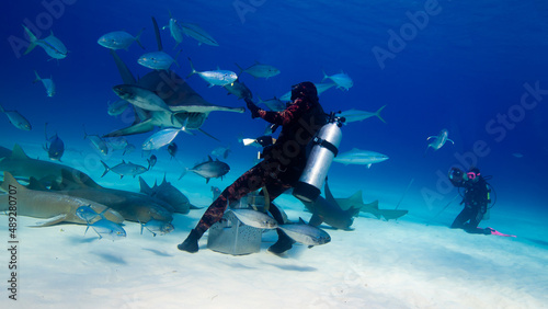 Wallpaper Mural A hammerhead shark approaching to be feed  Torontodigital.ca