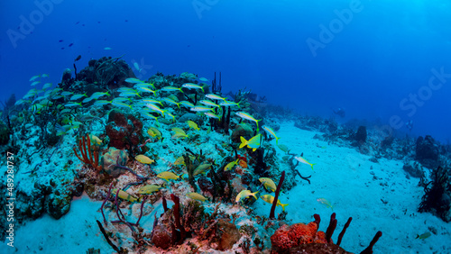 Fototapeta Naklejka Na Ścianę i Meble -  coral reef in the blue sea