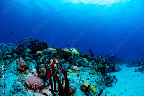 Fototapeta Naklejka Na Ścianę i Meble -  coral reef and diver