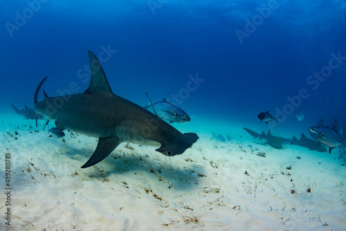 Hammerhead shark swimming over the reef 