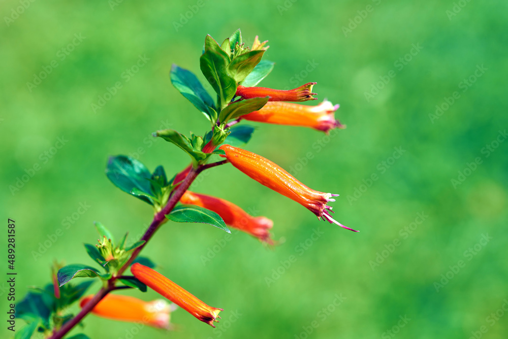 Keckiella cordifolia (formerly Penstemon cordifolius) in the Garden 