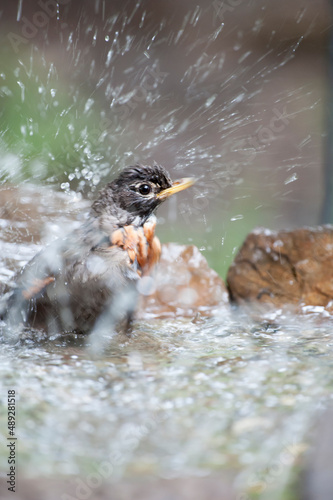 Robin washing in the bath