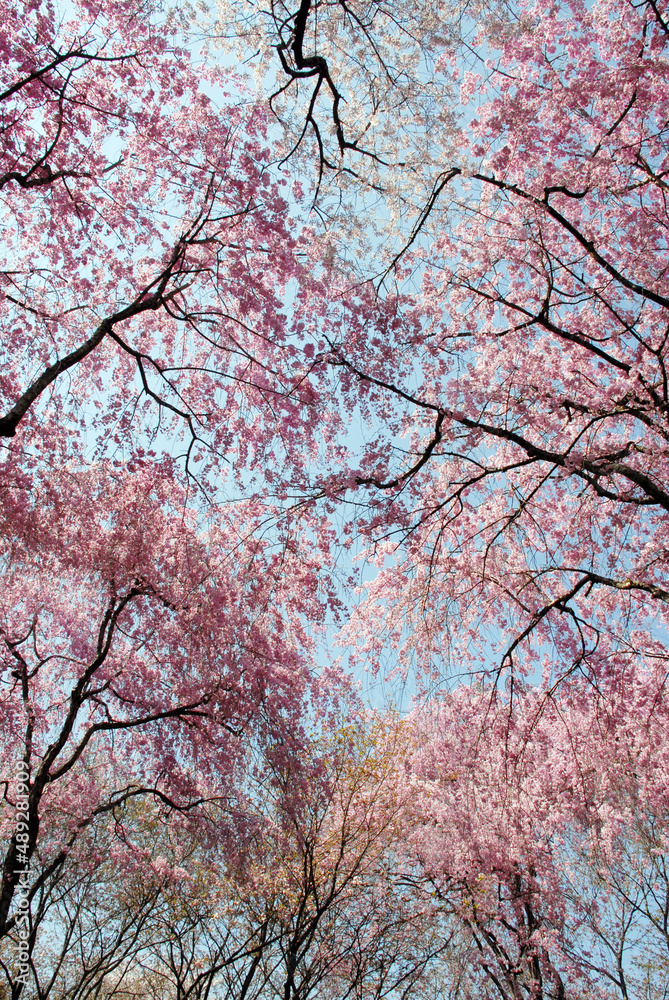 桜のカーテン 花模様 桜のカーテン 花模様