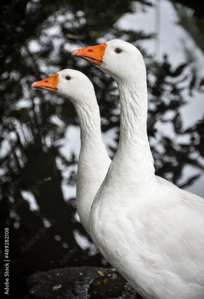 two white geese near a small lake two white geese near a small lake