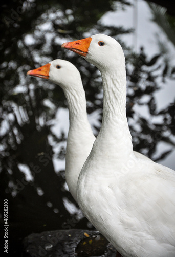 two white geese near a small lake