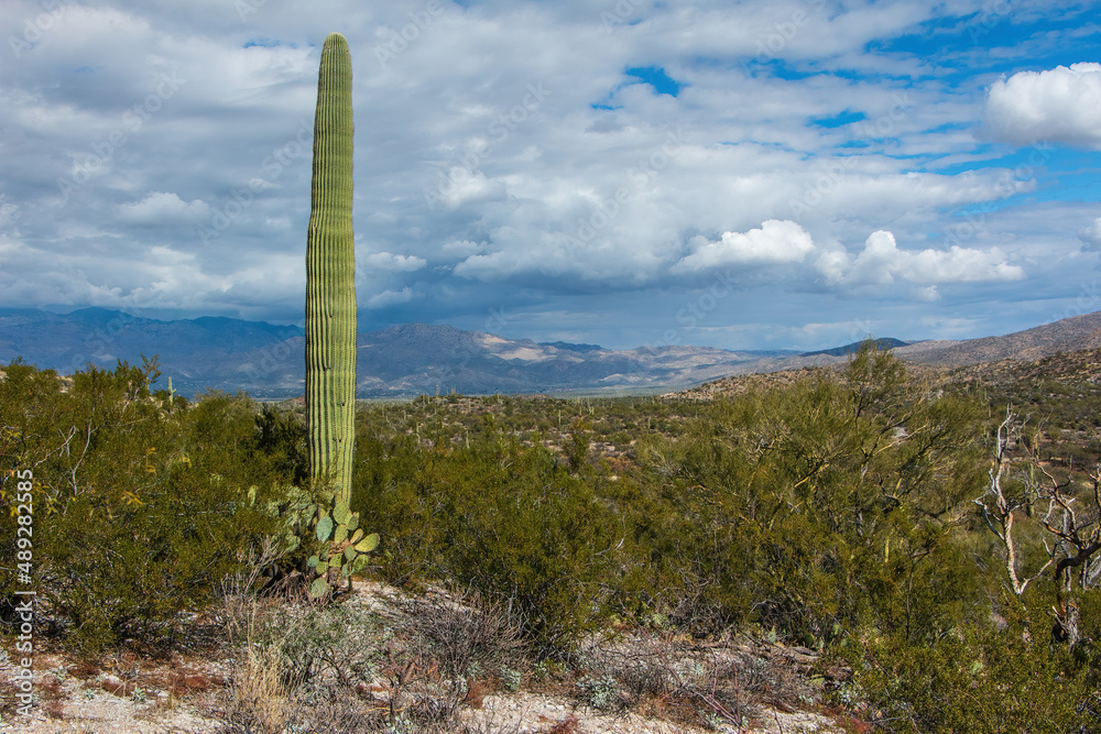 A saguaro cactus with mountains and cloudy sky at Saguaro National Park, Arizona, USA. A saguaro cactus with mountains and cloudy sky at Saguaro National Park, Arizona, USA.