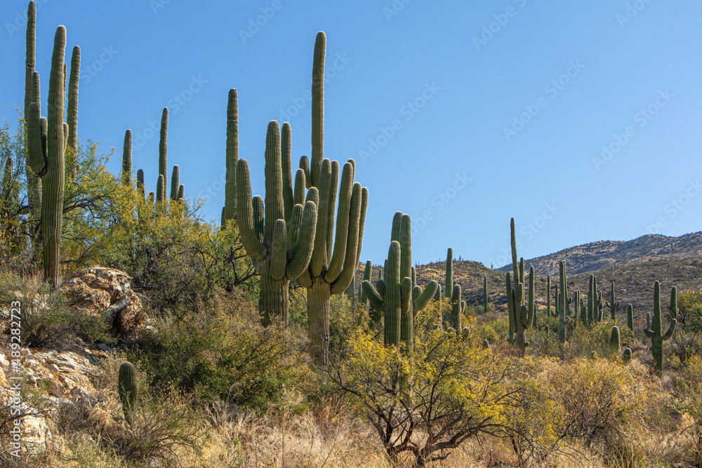 A hillside of saguaro cactus at Saguaro National Park, Arizona, USA