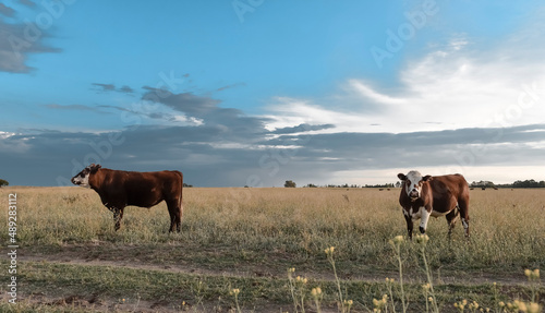 Cattle in pampas countryside, La Pampa, Argentina.