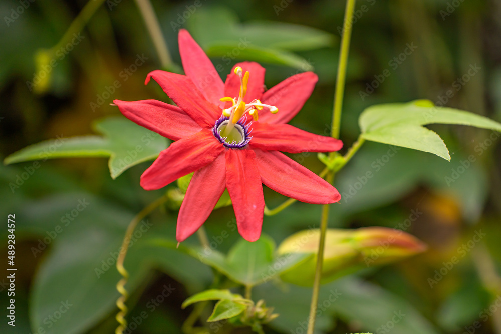 Coral seas passion flower. Passiflora "Coral Seas". Passion fruit
