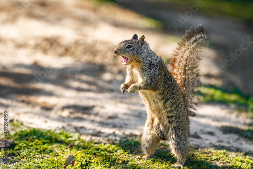 California Ground Squirrel (Spermophilus beecheyi) stands on its hind legs and screams. Screaming squirrel. Squirrel gives an alarm sign. 
