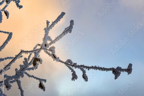 Branch with snow in the Diversiform Poplar Forest, Bachu County, Xinjiang, China photo