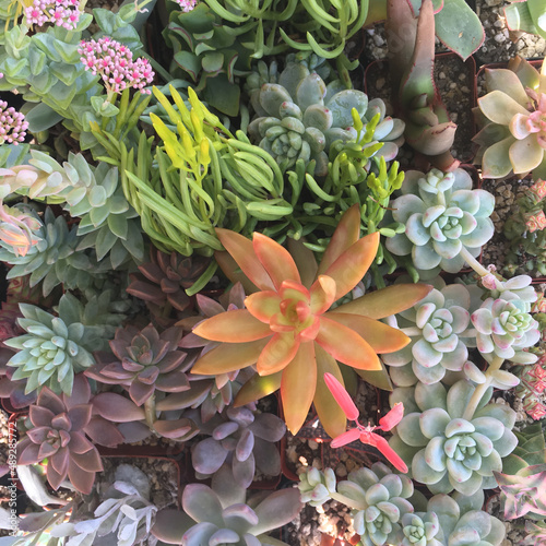Succulent grouping with orange pop 