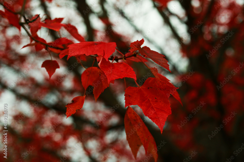 Fototapeta premium Red Leaves 