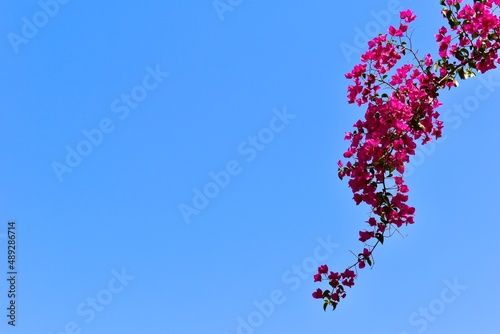 Pink Cherry Blossom - Flowers in the spring