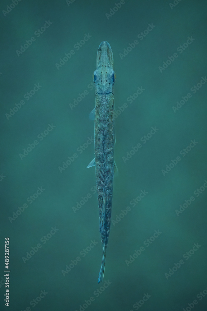 Little pike swimming in the green water, top view Little pike swimming in the green water, top view