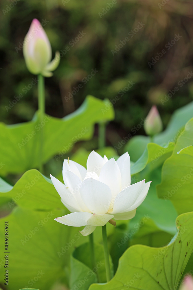 Obraz premium 蓮の花