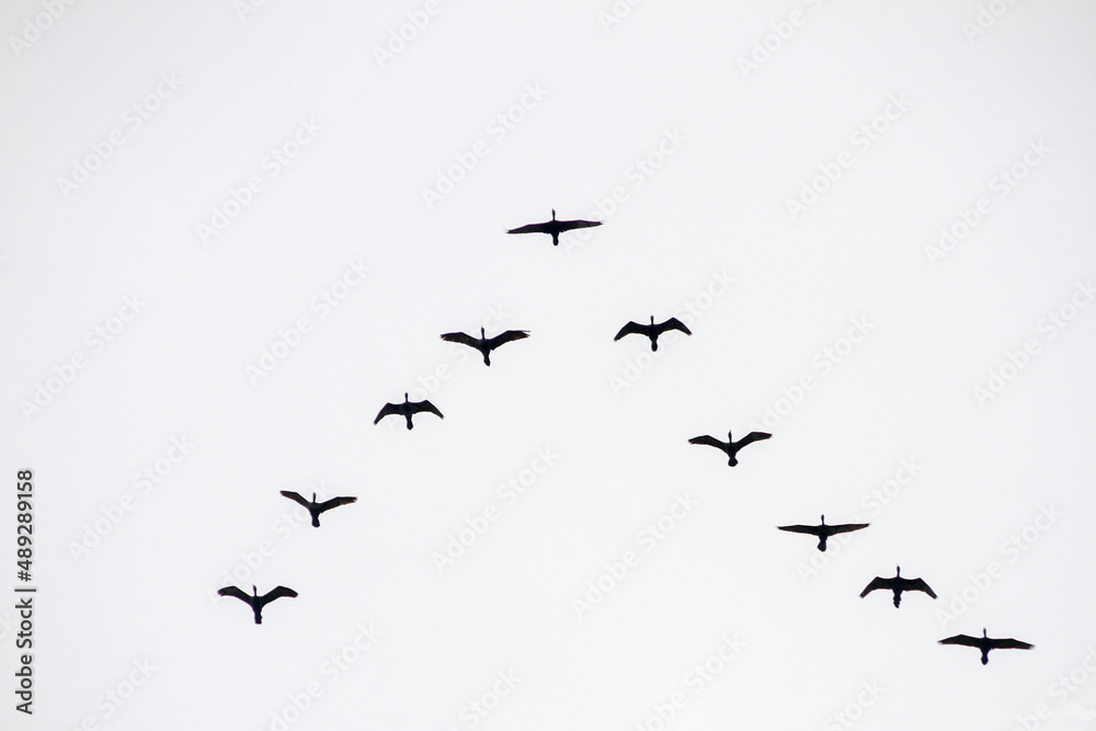 Silhouette of a flock of seagulls, in the sky of Rio de Janeiro. Silhouette of a flock of seagulls, in the sky of Rio de Janeiro.