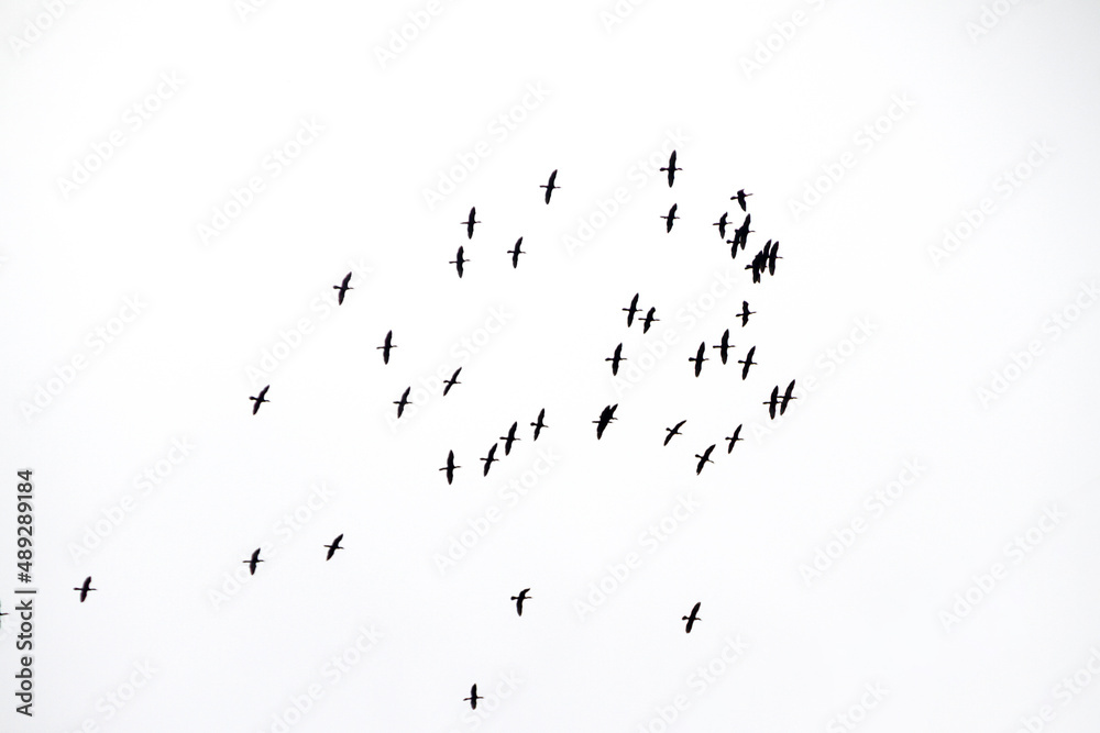 Silhouette of a flock of seagulls, in the sky of Rio de Janeiro.