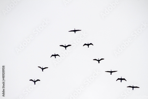 Silhouette of a flock of seagulls, in the sky of Rio de Janeiro. © BrunoMartinsImagens
