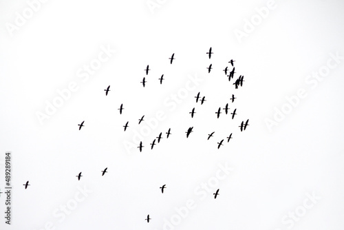 Silhouette of a flock of seagulls, in the sky of Rio de Janeiro.