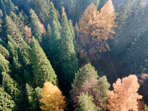 Aerial view of Old Sequoia forest, Bulgaria photo