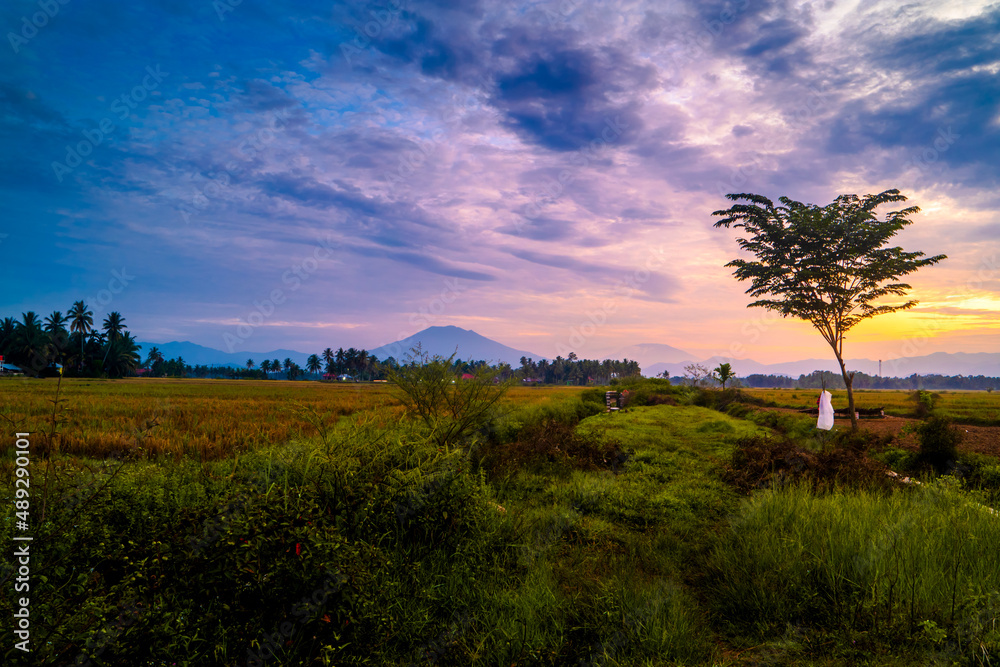 Beautiful rural morning landscape with tree and field