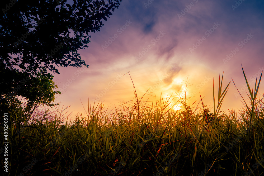 Grass and tree silhouette with sunset background