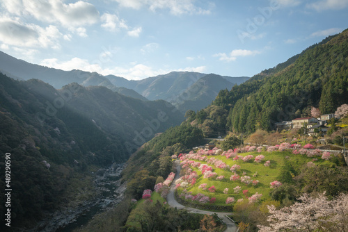 高知県 引地橋の花桃