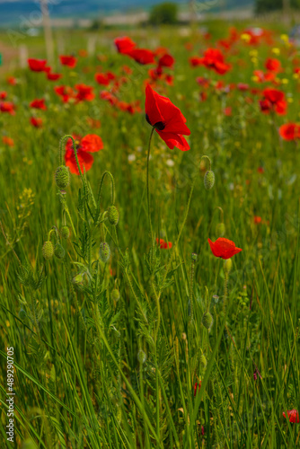 field with red poppies in spring